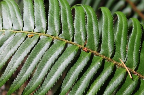 fern forest forest background