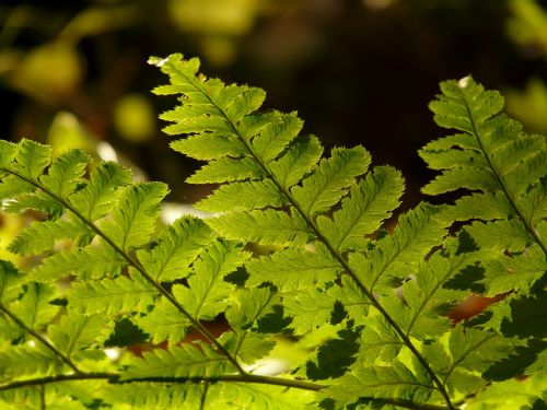 fern plant green