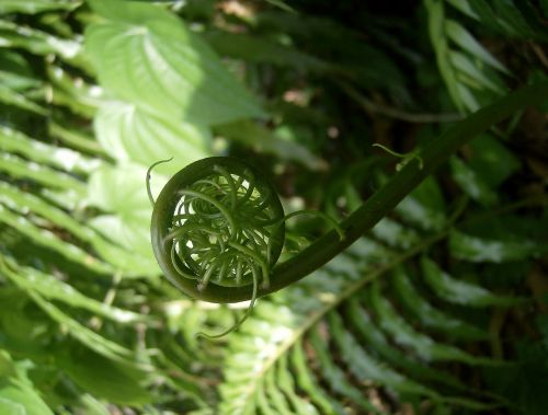 fern fiddlehead giant leather fern