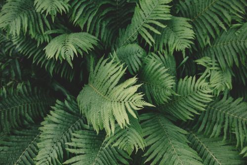 fern plant green