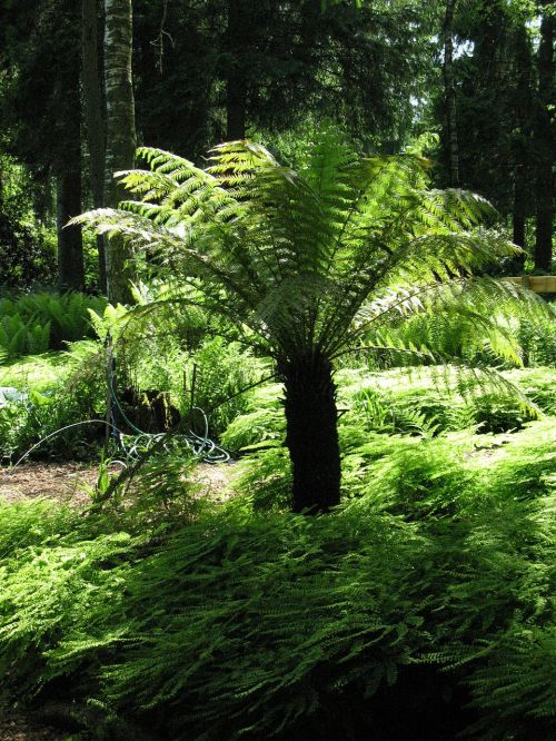 fern forest plant