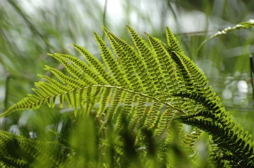 fern plant green