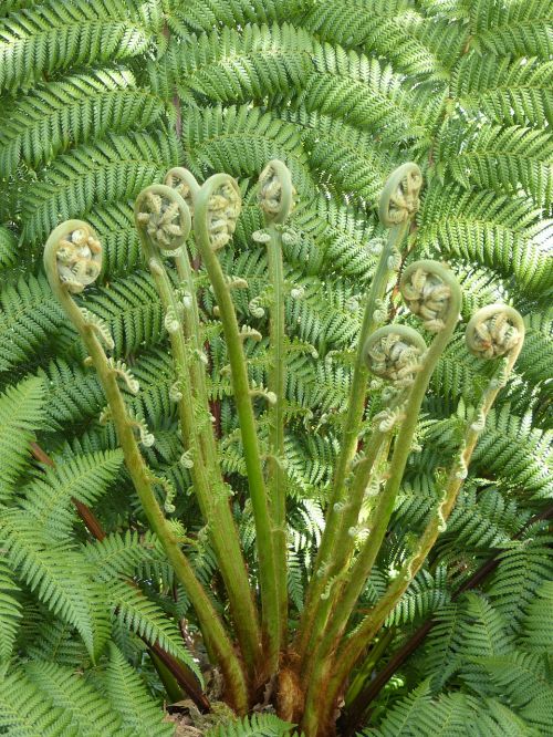 fern plant fiddlehead