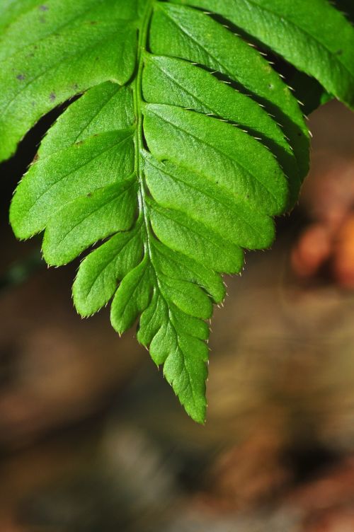 fern leaf mountains