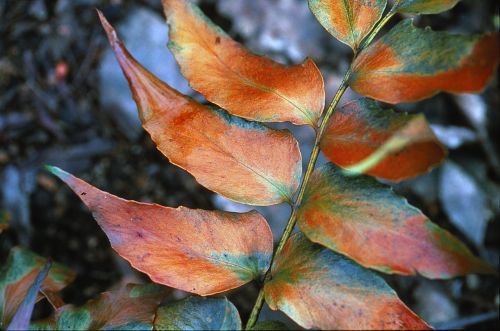 fern autumn nature