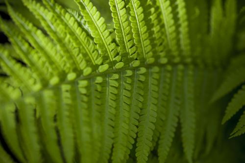 fern green forest