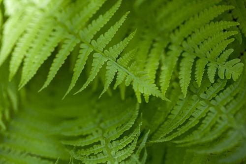 fern green forest