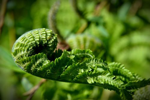 fern polypody green