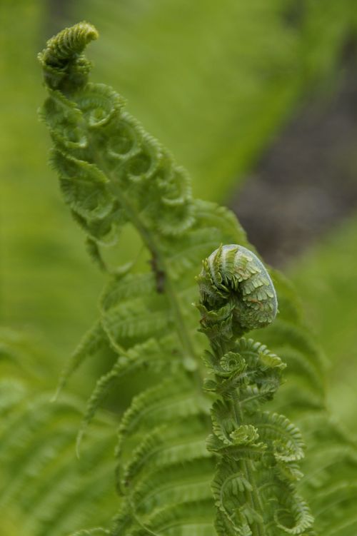 fern green detail