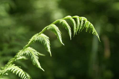 fern forest green