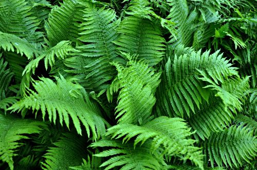fern plant growth