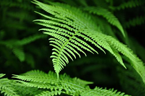 fern plant growth