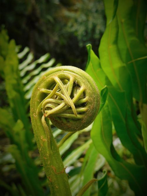 fern fiddlehead plant