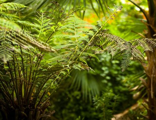 fern plant leaf fern