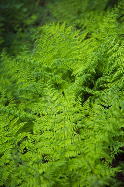 Fern