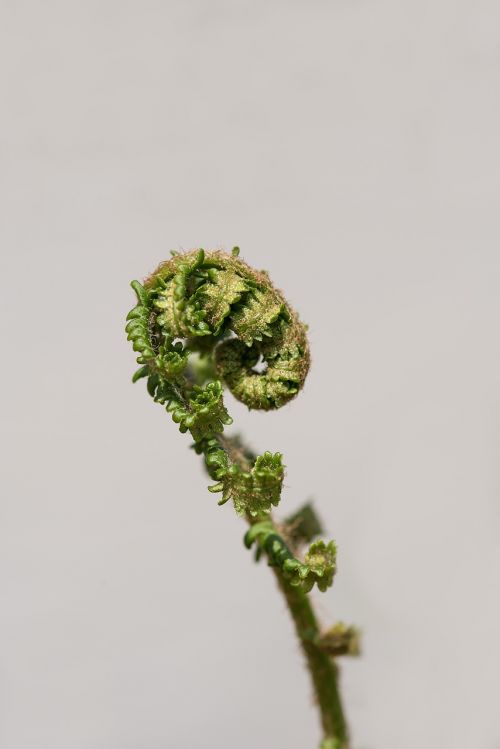 fern young fern green
