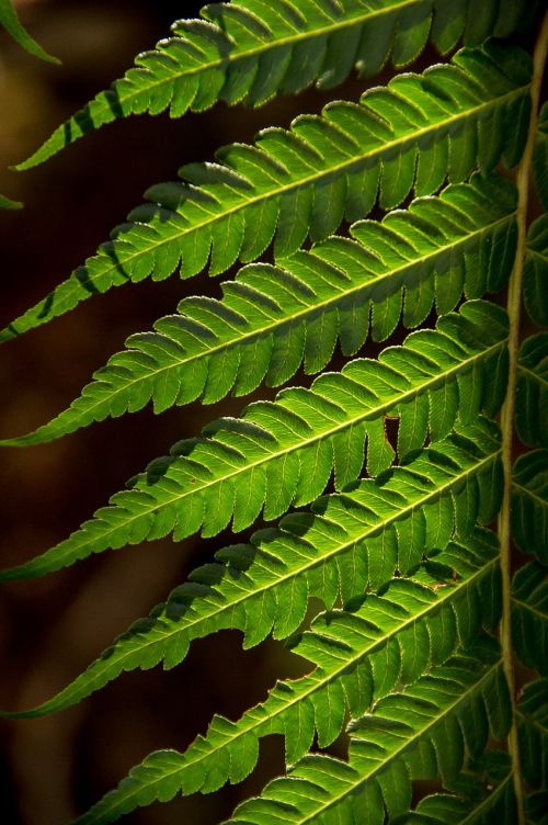 fern leaf green