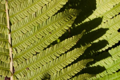 fern fiddlehead green