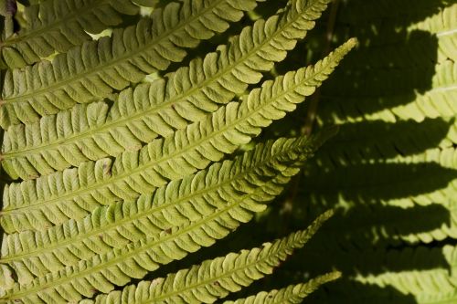 fern fiddlehead green