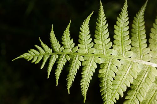 fern fiddlehead green