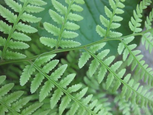 fern woodland leaf