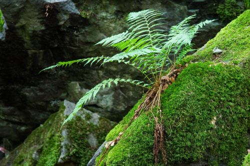 fern forest moss