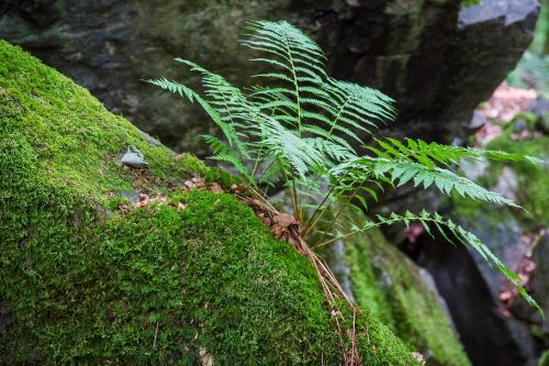 fern forest moss