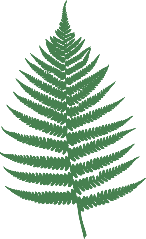 fern leaf nature
