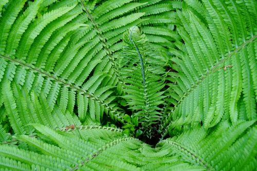 fern nature forest