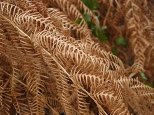 fern dry heat