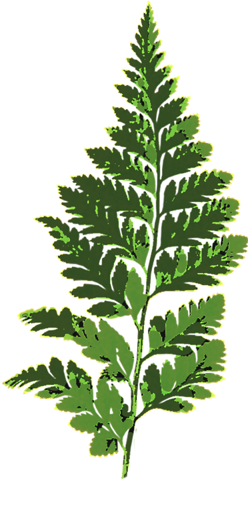 fern leaf green