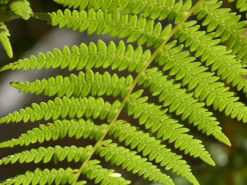 fern leaf detail
