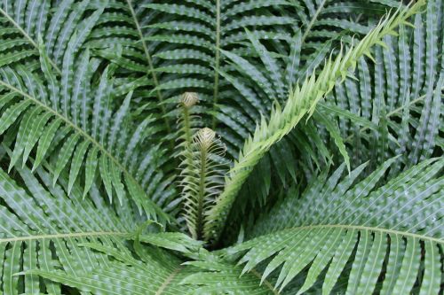 fern green frond