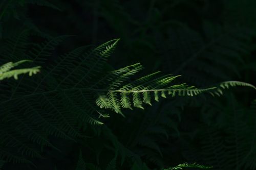 fern green leaf fern