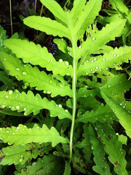 fern plant green