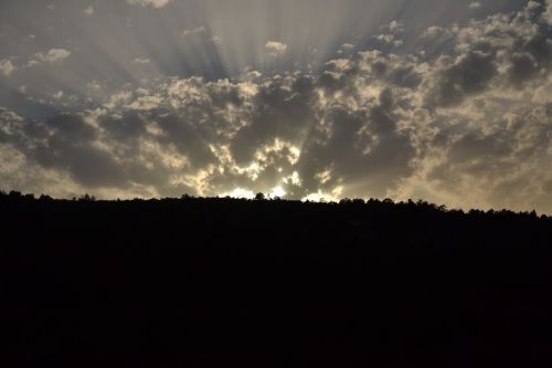 fern sky rays