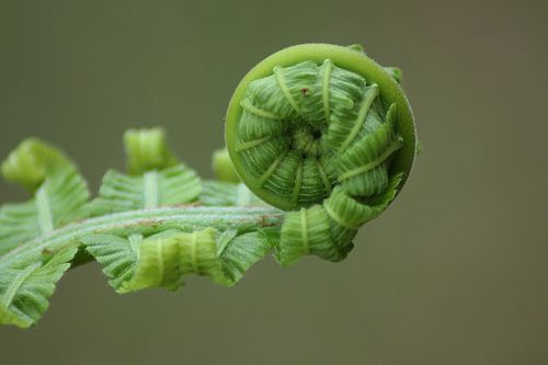 fern leaf roll