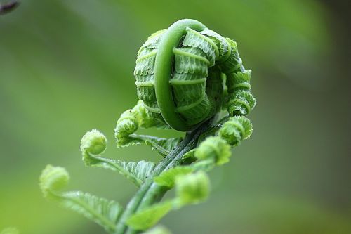 fern leaf roll