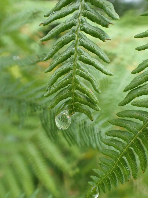 fern fan nature