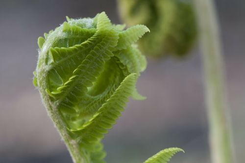 fern fiddlehead plant