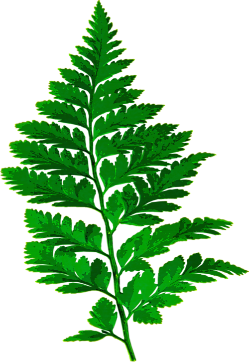 fern leaf nature