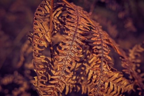 fern plant dry