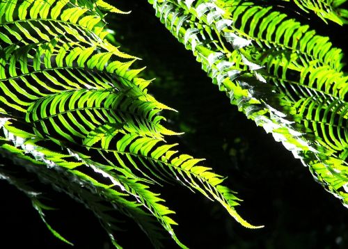 fern plant nature