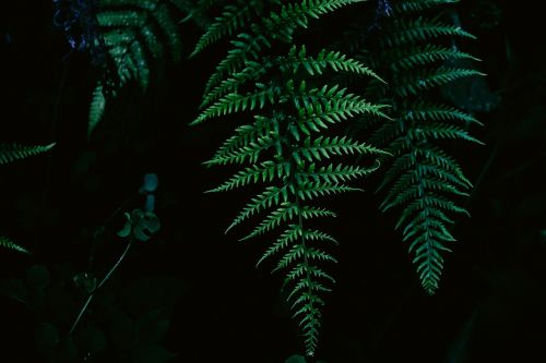 fern leaves nature