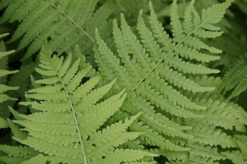 fern ferns leaves