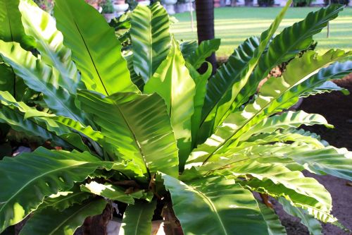 fern plant nature