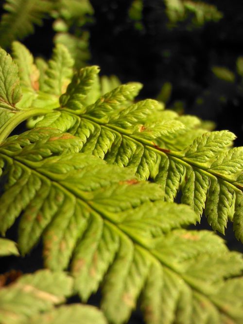 fern green macro