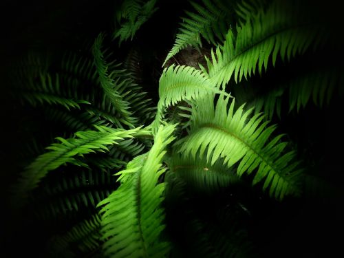 fern green plant