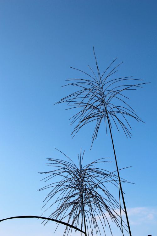 fern plant sky