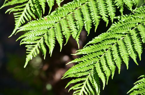 fern plant leaf